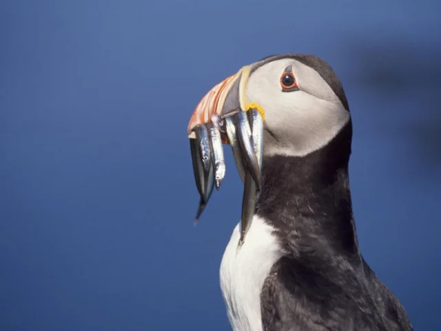 Our Puffin population has been damaged partly due to a shortage of sand-eels, the species' main prey item; protection of feeding grounds would help both fish and bird recover. Photo: Chris Gomersall (www.rspb-images.com). Our Puffin population has been damaged partly due to a shortage of sand-eels, the species' main prey item; protection of feeding grounds would help both fish and bird recover. Photo: Chris Gomersall (www.rspb-images.com).