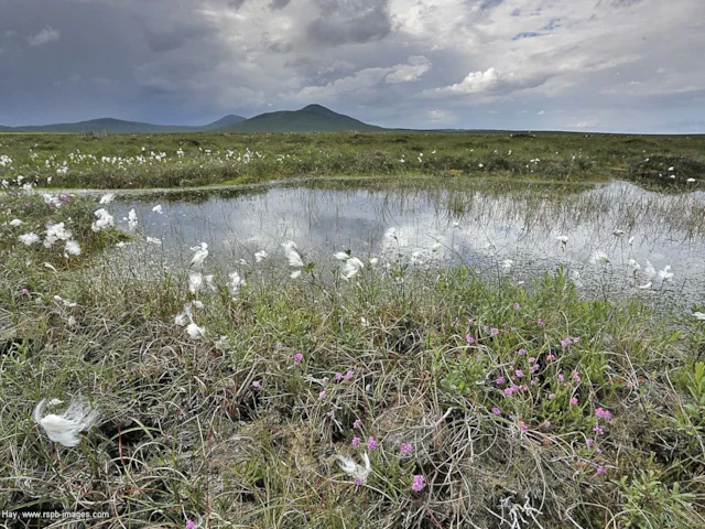 Parts of the rare Flow Country habitat of raised blanket bog are protected at Forsinard RSPB. Photo: Andy Hay (www.rspb-images.com). Parts of the rare Flow Country habitat of raised blanket bog are protected at Forsinard RSPB. Photo: Andy Hay (www.rspb-images.com).
