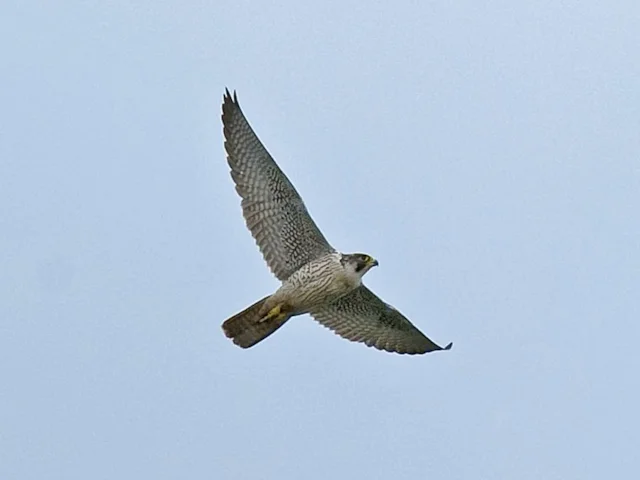 Peregrine Falcon has made a pronounced recovery in Britain since its numbers were forced to a low by the use of the pesticide DDT in the 1950s and 60s. Photo: Steve Young (www.birdsonfilm.com). Peregrine Falcon has made a pronounced recovery in Britain since its numbers were forced to a low by the use of the pesticide DDT in the 1950s and 60s. Photo: Steve Young (www.birdsonfilm.com).