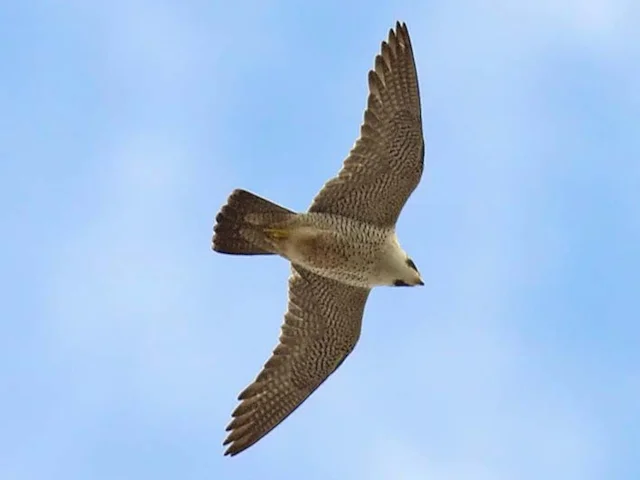 Peregrine Falcon has returned to the Peak District following conservation efforts to protect the species. Photo by MPF (commons.wikimedia.org). Peregrine Falcon has returned to the Peak District following conservation efforts to protect the species. Photo by MPF (commons.wikimedia.org).