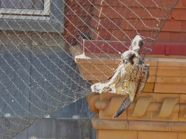 Peregrine Falcon is pretty good at keeping Feral Pigeon numbers down, but here has fallen foul of anti-pigeon netting on the Metropole Hotel, Brighton, East Sussex. Photo: RSPCA. Peregrine Falcon is pretty good at keeping Feral Pigeon numbers down, but here has fallen foul of anti-pigeon netting on the Metropole Hotel, Brighton, East Sussex. Photo: RSPCA.