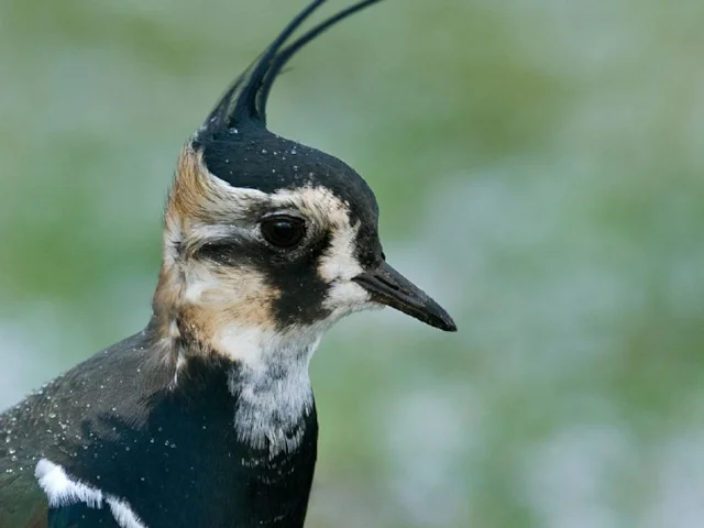 Pevensey Levels hosts a sizeable portion of the British Northern Lapwing population in winter. Photo: Steve Young (www.birdsonfilm.com). Pevensey Levels hosts a sizeable portion of the British Northern Lapwing population in winter. Photo: Steve Young (www.birdsonfilm.com).
