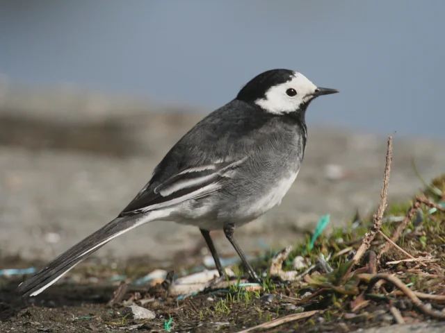 Pied Wagtail, a form of bird almost unique to Britain, seems an odd choice to single out as a potential threat to business, but is one of three popular species threatened with less restrictions on their control. Photo: Chgans (commons.wikimedia.org). Pied Wagtail, a form of bird almost unique to Britain, seems an odd choice to single out as a potential threat to business, but is one of three popular species threatened with less restrictions on their control. Photo: Chgans (commons.wikimedia.org).