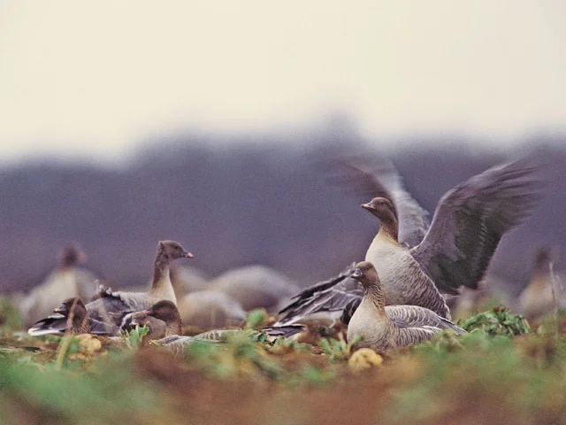 Pink-footed Goose is just one of the bird species likely to be affected by poorly regulated fracking in their winter habitats in Scotland and elsewhere.Photo: Andy Hay (www.rspb-images.com). Pink-footed Goose is just one of the bird species likely to be affected by poorly regulated fracking in their winter habitats in Scotland and elsewhere.Photo: Andy Hay (www.rspb-images.com).