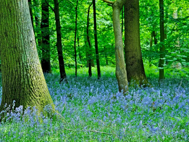 Precious and publicly owned areas such as the Forest of Dean could easily adn legally be permanently damaged under the new legislation. Photo: Saffron Blaze (commons.wikimedia.org). Precious and publicly owned areas such as the Forest of Dean could easily adn legally be permanently damaged under the new legislation. Photo: Saffron Blaze (commons.wikimedia.org).