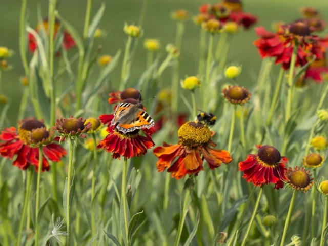 Previous butterfly counts have helped to show that Small Tortoiseshell populations are managing to remain stable. Photo: Cath Walker (Butterfly Conservation). Previous butterfly counts have helped to show that Small Tortoiseshell populations are managing to remain stable. Photo: Cath Walker (Butterfly Conservation).