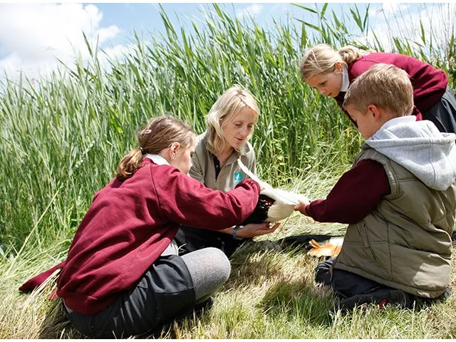 Primary school pupils learn about feathers from a WWT staff member at Slimbridge WWT, Gloucestershire. Photo by Deb Pinniger (www.wwt.org.uk). Primary school pupils learn about feathers from a WWT staff member at Slimbridge WWT, Gloucestershire. Photo by Deb Pinniger (www.wwt.org.uk).
