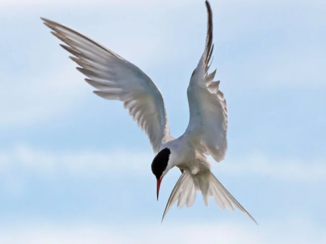 Providing rafts for a Common Tern colony on Loch Creran, Argyll, was the subject of a Nature of Scotland Award in 2013. Photo: Tony Hisgett (commons.wikimedia.org). Providing rafts for a Common Tern colony on Loch Creran, Argyll, was the subject of a Nature of Scotland Award in 2013. Photo: Tony Hisgett (commons.wikimedia.org).