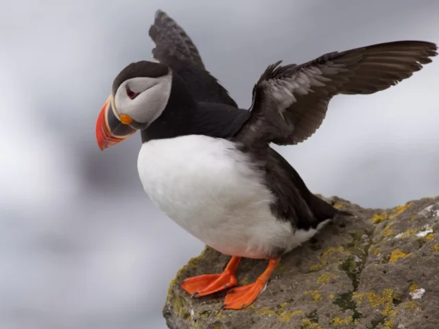 Puffin is one of several species of seabird that could be encouraged more by greater and better management of Special Protected Areas in EU waters. Photo: Boaworm (commons.wikimedia.org). Puffin is one of several species of seabird that could be encouraged more by greater and better management of Special Protected Areas in EU waters. Photo: Boaworm (commons.wikimedia.org).