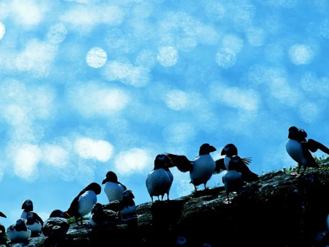 Puffin nest communally at Bempton Cliffs RSPB, helped by the large quantities of food available offshore. Photo: Andy Hay (rspb-images.com). Puffin nest communally at Bempton Cliffs RSPB, helped by the large quantities of food available offshore. Photo: Andy Hay (rspb-images.com).