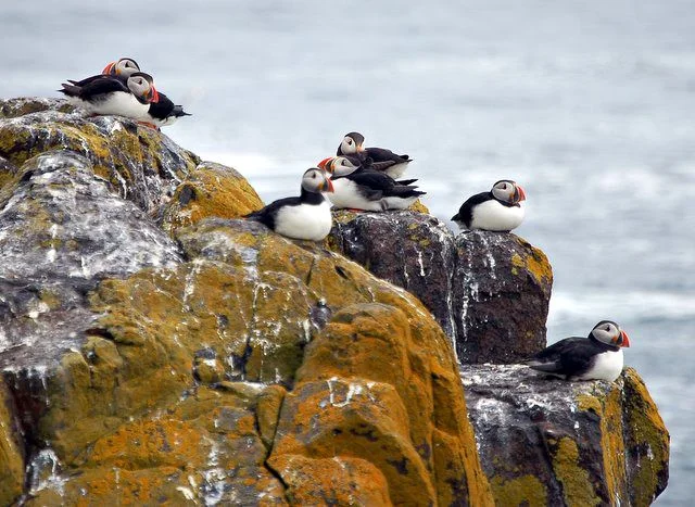 Puffin numbers seem to have remained the same at the species' British stronghold of the Isle of May NNR. Photo by Paul McIlroy (commons.wikimedia.org). Puffin numbers seem to have remained the same at the species' British stronghold of the Isle of May NNR. Photo by Paul McIlroy (commons.wikimedia.org).