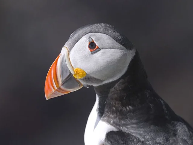 Puffins are already suffering, with their main food source seriously declining in British waters. Photo by Andreas Trepte (www.photo-natur.de). Puffins are already suffering, with their main food source seriously declining in British waters. Photo by Andreas Trepte (www.photo-natur.de).