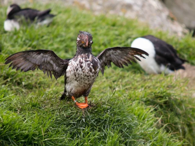 Puffins managed to have a successful breeding season at some sites, despite the wet summer. Photo: Davide Scridel (www.rspb-images.com). Puffins managed to have a successful breeding season at some sites, despite the wet summer. Photo: Davide Scridel (www.rspb-images.com).