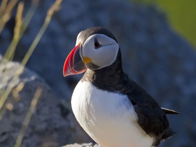 Puffin's numbers have also increased on Lundy since rats were eradicated. Photo: Andreas Trepte (commons.wikimedia.org). Puffin's numbers have also increased on Lundy since rats were eradicated. Photo: Andreas Trepte (commons.wikimedia.org).