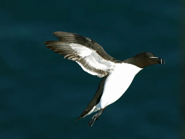Razorbills are among the seabirds threatened by the new windfarm developments. Photo: Steve Young (www.birdsonfilm.com). Razorbills are among the seabirds threatened by the new windfarm developments. Photo: Steve Young (www.birdsonfilm.com).