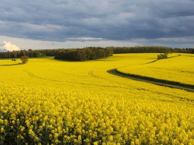 Rapeseed, like this flowering crop in Bourgogne, France, will cease expansion in Europe after the landmark vote. Photo: Myrabella (commons.wikimedia.org). Rapeseed, like this flowering crop in Bourgogne, France, will cease expansion in Europe after the landmark vote. Photo: Myrabella (commons.wikimedia.org).