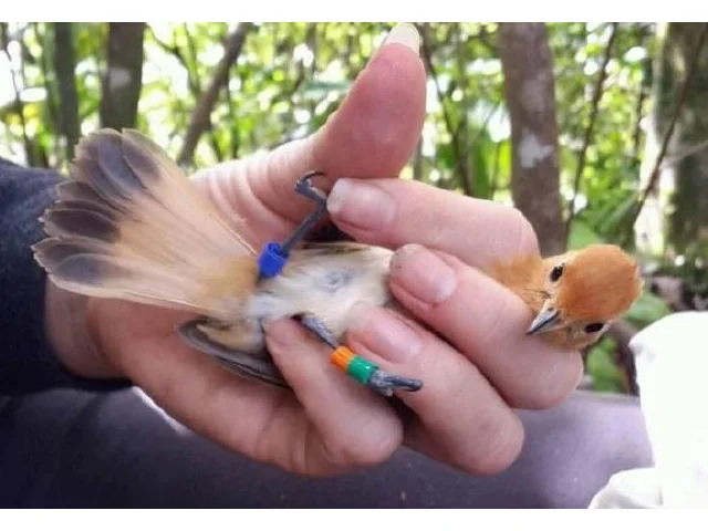 Rarotonga Flycatcher numbers have been increased by conservation efforts, but there are still only slightly more than 500 in the world. Photo: BirdLife International. Rarotonga Flycatcher numbers have been increased by conservation efforts, but there are still only slightly more than 500 in the world. Photo: BirdLife International.