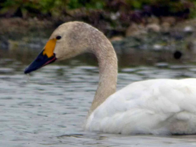 Record Breaker - like many of the other Bewick's Swans that return to Slimbridge WWT - can be identified by the unique shape of the yellow patch at the base of its bill. Photo: M J McGill (WWT). Record Breaker - like many of the other Bewick's Swans that return to Slimbridge WWT - can be identified by the unique shape of the yellow patch at the base of its bill. Photo: M J McGill (WWT).