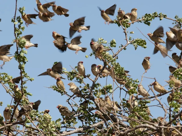 Red-billed Quelea, such as these birds in Tsavo East NP, Kenya, are a serious agricultural pest in sub-Saharan Africa. Photo: Frederic Salein (commons.wikimedia.org). Red-billed Quelea, such as these birds in Tsavo East NP, Kenya, are a serious agricultural pest in sub-Saharan Africa. Photo: Frederic Salein (commons.wikimedia.org).
