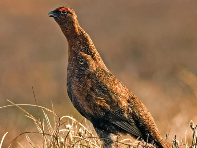 Red Grouse may be able to adapt to some degrees of global warming with our help, but birds with less financial acumen may suffer first and worst. Photo: Steve Young (www.birdsonfilm.com). Red Grouse may be able to adapt to some degrees of global warming with our help, but birds with less financial acumen may suffer first and worst. Photo: Steve Young (www.birdsonfilm.com).