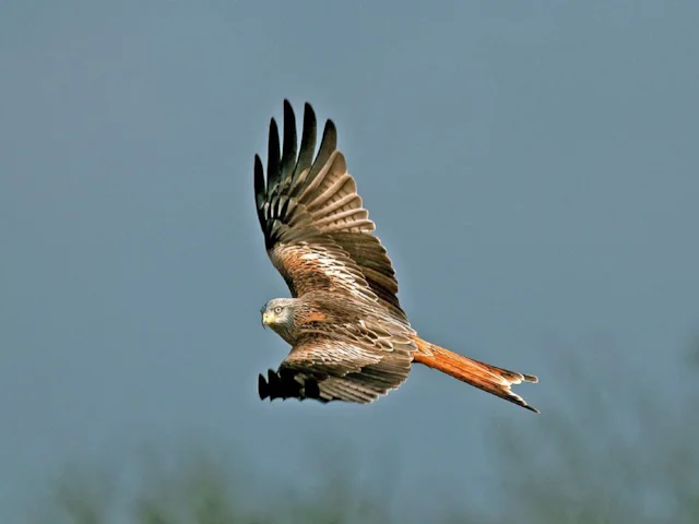 Red Kite has undergone a radical recovery due to successful conservation efforts. Photo: Steve Young (www.birdsonfilm.com). Red Kite has undergone a radical recovery due to successful conservation efforts. Photo: Steve Young (www.birdsonfilm.com).