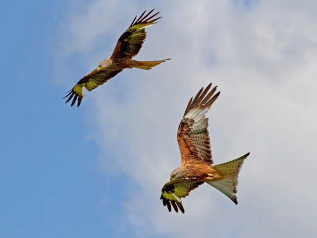 Red Kites have made an astounding recovery in Britain since the early 1980s, and have now spread to Moray and Nairn in Scotland. Photo: Tony Hisgett (commons.wikimedia.org). Red Kites have made an astounding recovery in Britain since the early 1980s, and have now spread to Moray and Nairn in Scotland. Photo: Tony Hisgett (commons.wikimedia.org).