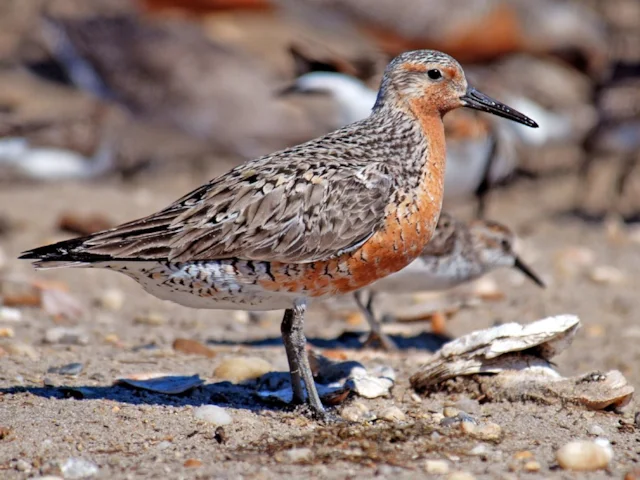 Red Knot on passage at Millspillion Harbour, Delaware, in early June - the area is an important stop-over for the subspecies, now depleted of an essential food source. Gregory Breese (US Fish and Wildlife Service). Red Knot on passage at Millspillion Harbour, Delaware, in early June - the area is an important stop-over for the subspecies, now depleted of an essential food source. Gregory Breese (US Fish and Wildlife Service).