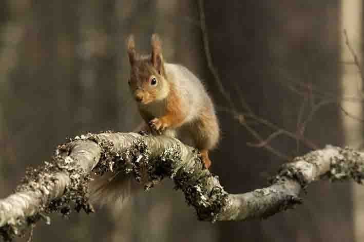 Red Squirrel