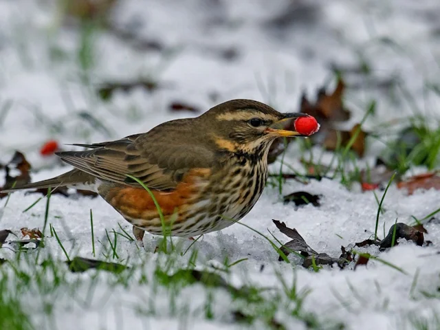 Redwings commonly visit gardens in hard weather, but how many and what resources are they using? Photo: Steve Young (www.birdsonfilm.com). Redwings commonly visit gardens in hard weather, but how many and what resources are they using? Photo: Steve Young (www.birdsonfilm.com).