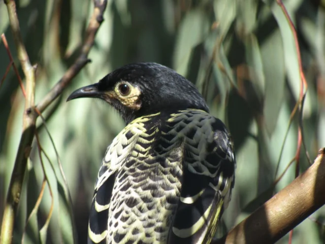 Regent Honeyeater has less than 400 individuals left in the wild in Australia. Photo: Incandescent (commons.wikimedia.org). Regent Honeyeater has less than 400 individuals left in the wild in Australia. Photo: Incandescent (commons.wikimedia.org).