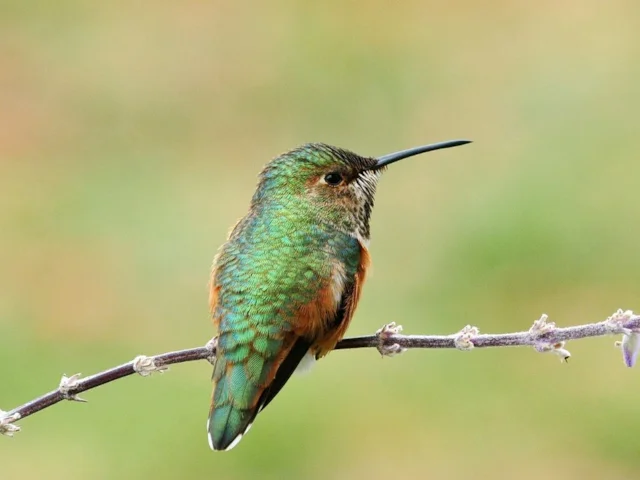 Resident Allen's Hummingbirds appear to be faring well despite the indications of breeding bird surveys. Photo: Tdlucas5000 (commons.wikimedia.org). Resident Allen's Hummingbirds appear to be faring well despite the indications of breeding bird surveys. Photo: Tdlucas5000 (commons.wikimedia.org).