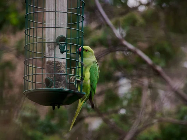 Ring-necked Parakeets are now a common sight on the bird feeders of many of Britain's urban centres. Photo: Eajslater (commons.wikimedia.org). Ring-necked Parakeets are now a common sight on the bird feeders of many of Britain's urban centres. Photo: Eajslater (commons.wikimedia.org).