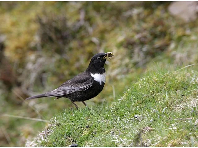 Ring Ouzel has drastically declined in its upland breeding grounds. Photo by Andy Hay (www.rspb-images.com). Ring Ouzel has drastically declined in its upland breeding grounds. Photo by Andy Hay (www.rspb-images.com).