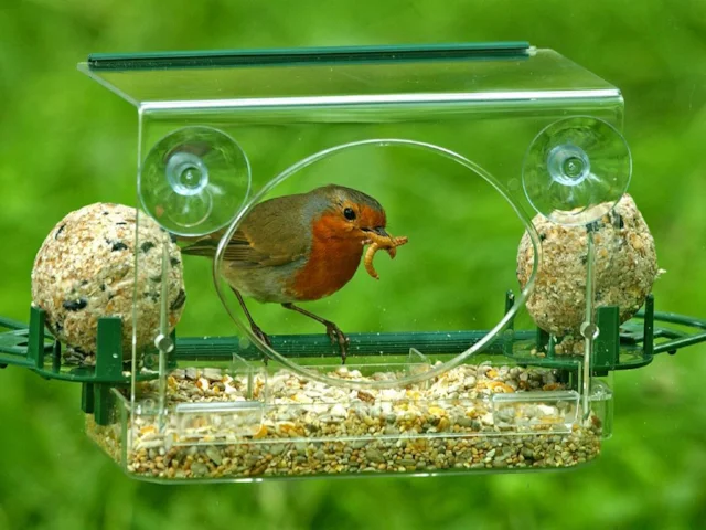 Robins and other garden birds are better off being fed with standard bird foods or pure fats. Photo: Steve Young (www.birdsonfilm.com). Robins and other garden birds are better off being fed with standard bird foods or pure fats. Photo: Steve Young (www.birdsonfilm.com).