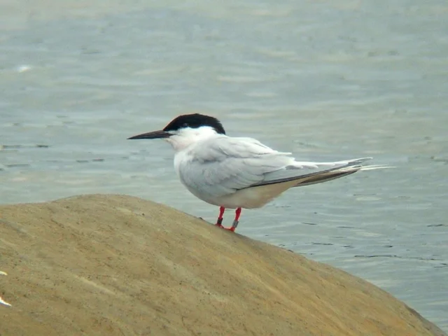 Roseate Tern is still a very scarce breeder on the eastern side of the Atlantic, though the birds on the Farne Islands, like this adult, have had a few comparatively bumper years. Photo: MPF (commons.wikimedia.org). Roseate Tern is still a very scarce breeder on the eastern side of the Atlantic, though the birds on the Farne Islands, like this adult, have had a few comparatively bumper years. Photo: MPF (commons.wikimedia.org).
