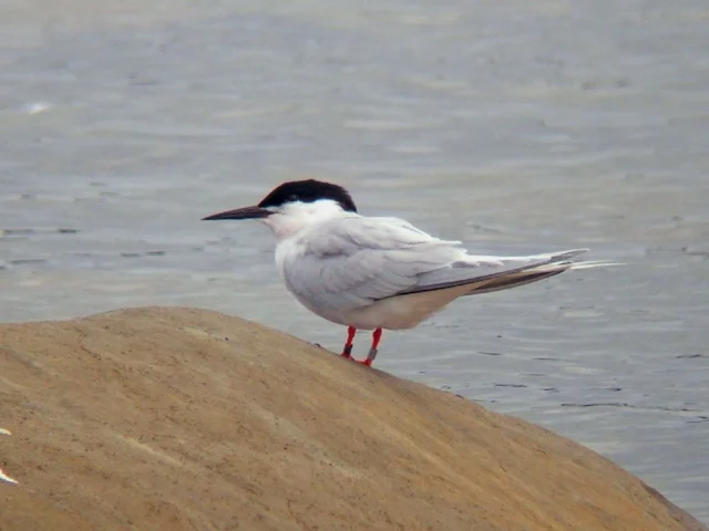 Roseate Terns on Coquet Island, like this bird resting on the adjacent St Mary's, Northumberland, will received a little extra protection with the aid of the police commissioner's grant. Photo: MPF (commons.wikimedia.org). Roseate Terns on Coquet Island, like this bird resting on the adjacent St Mary's, Northumberland, will received a little extra protection with the aid of the police commissioner's grant. Photo: MPF (commons.wikimedia.org).