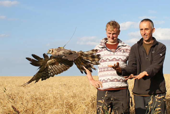 Montagu's Harrier with tracking device