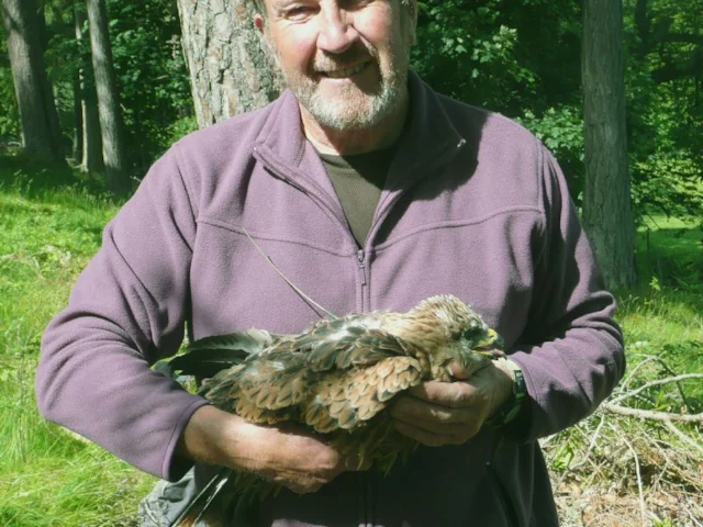 RSPB worker Brian Etheridge with a Scottish Red Kite chick from the reintroduction scheme in 2009. Photo: www.rspb-images.com. RSPB worker Brian Etheridge with a Scottish Red Kite chick from the reintroduction scheme in 2009. Photo: www.rspb-images.com.