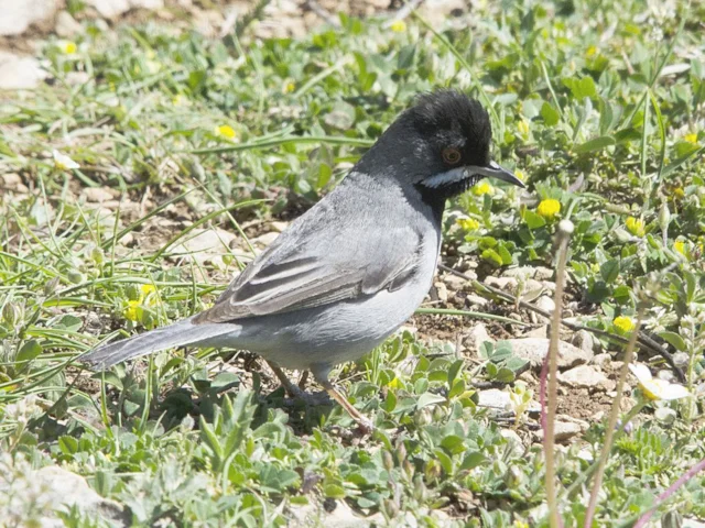 Rueppell's Warbler is one of the special species whose Turkish range is not completely known. Photo: Zeynel Cebeci (commons.wikimedia.org). Rueppell's Warbler is one of the special species whose Turkish range is not completely known. Photo: Zeynel Cebeci (commons.wikimedia.org).