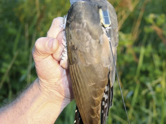 Sadly, this Common Cuckoo, named Lyster, disappeared in August 2012, having successfully made the journey to and from Africa the previous season. Photo: BTO. Sadly, this Common Cuckoo, named Lyster, disappeared in August 2012, having successfully made the journey to and from Africa the previous season. Photo: BTO.