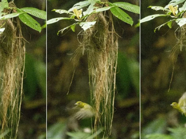 Sapayoa's closest relatives are thousands of miles away from its Central and South American home, in Asia. Photo: J M Hite. Sapayoa's closest relatives are thousands of miles away from its Central and South American home, in Asia. Photo: J M Hite.