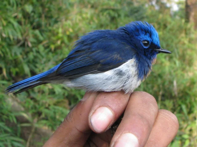 Sapphire Flycatcher is one of more than 670 species of bird found in Bhutan. Photo: Umeshsrinivasan (commons.wikimedia.org). Sapphire Flycatcher is one of more than 670 species of bird found in Bhutan. Photo: Umeshsrinivasan (commons.wikimedia.org).