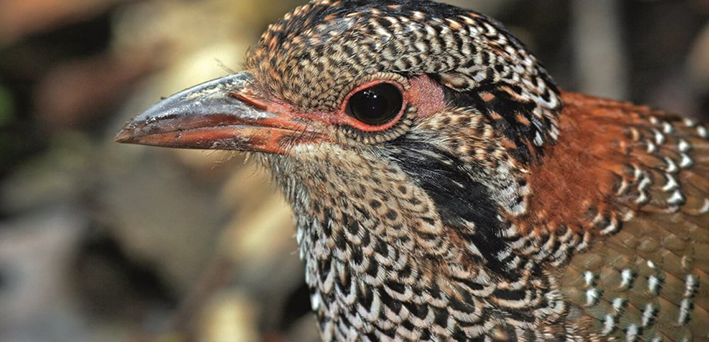 Scaly Ground-roller