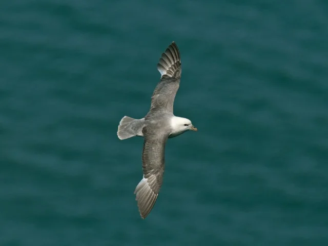 Seabirds, like this Fulmar at Bempton Cliffs, East Yorkshire, would be well served by Britain fulfilling its EU conservation obligations. Photo: Steve Young (www.birdsonfilm.com). Seabirds, like this Fulmar at Bempton Cliffs, East Yorkshire, would be well served by Britain fulfilling its EU conservation obligations. Photo: Steve Young (www.birdsonfilm.com).