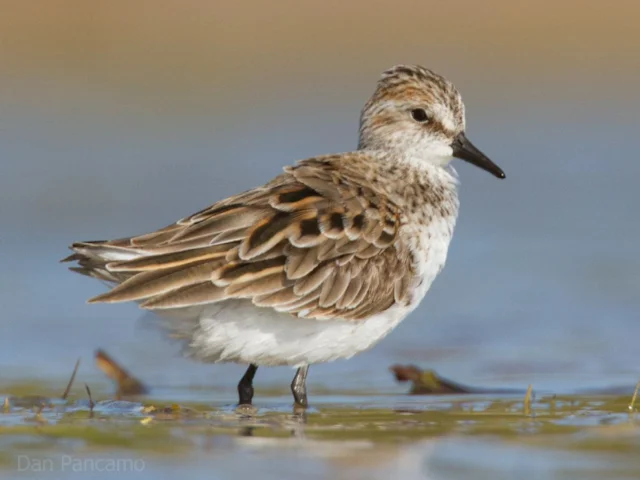 Semipalmated Sandpipers feed on a much wider number of organisms from a greater number of habitat sources than previously thought. Photo: Dan Pancamo (commons.wikimedia.org). Semipalmated Sandpipers feed on a much wider number of organisms from a greater number of habitat sources than previously thought. Photo: Dan Pancamo (commons.wikimedia.org).