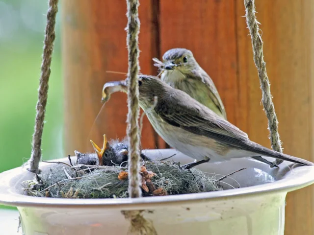 Sensitive and careful construction planning can enable us to build houses with nature in mind, and help slow down or reverse the declines of birds like Spotted Flycatcher. Photo: Miika Silfverberg (commons.wikimedia.org). Sensitive and careful construction planning can enable us to build houses with nature in mind, and help slow down or reverse the declines of birds like Spotted Flycatcher. Photo: Miika Silfverberg (commons.wikimedia.org).