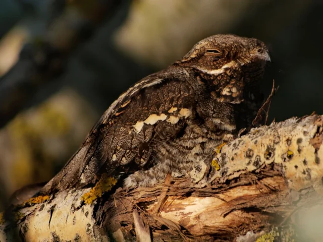 Sherwood Forest holds around 70 pairs of European Nightjars. Photo: Jenny Th (commons.wikimedia.org). Sherwood Forest holds around 70 pairs of European Nightjars. Photo: Jenny Th (commons.wikimedia.org).