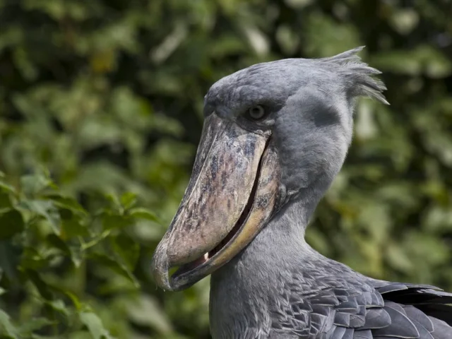 Shoebill is a vulnerable and unique species dependent on the World Heritage Sites of Uganda and the DRC. Photo: Hjalmar Gislason (commons.wikimedia.org). Shoebill is a vulnerable and unique species dependent on the World Heritage Sites of Uganda and the DRC. Photo: Hjalmar Gislason (commons.wikimedia.org).