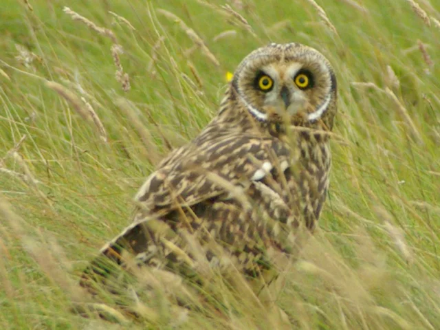 Short-eared Owl can be found overwintering on Humberhead Levels most years. Photo: Bex Ross (commons.wikimedia.org). Short-eared Owl can be found overwintering on Humberhead Levels most years. Photo: Bex Ross (commons.wikimedia.org).