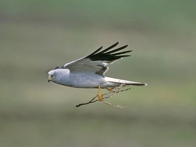 Sights such as this male Hen Harrier collecting nest material remain extremely rare in England, as the species teeters on the edge of extinction. Photo: Andy Hay (rspb-images.com). Sights such as this male Hen Harrier collecting nest material remain extremely rare in England, as the species teeters on the edge of extinction. Photo: Andy Hay (rspb-images.com).